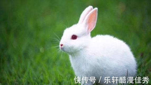 生肖|属兔人，从小就养成了很奢华的日子习惯！