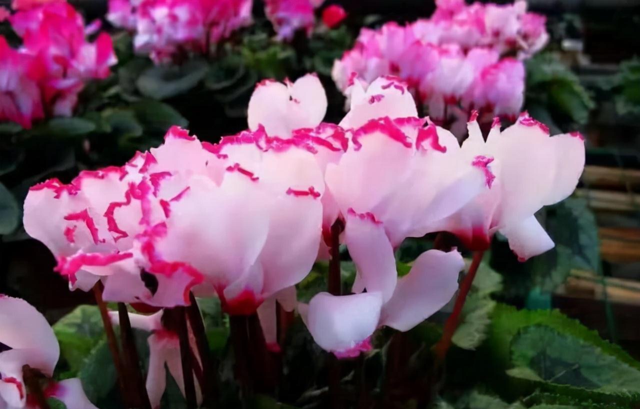 “年味十足”的11种花,颜值高寓意好,想买要趁早,晚了会涨价