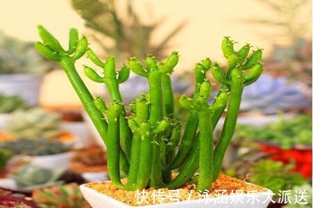 多肉|它不死已经给你面子了,多肉不换土,你是想在水泥地养多肉