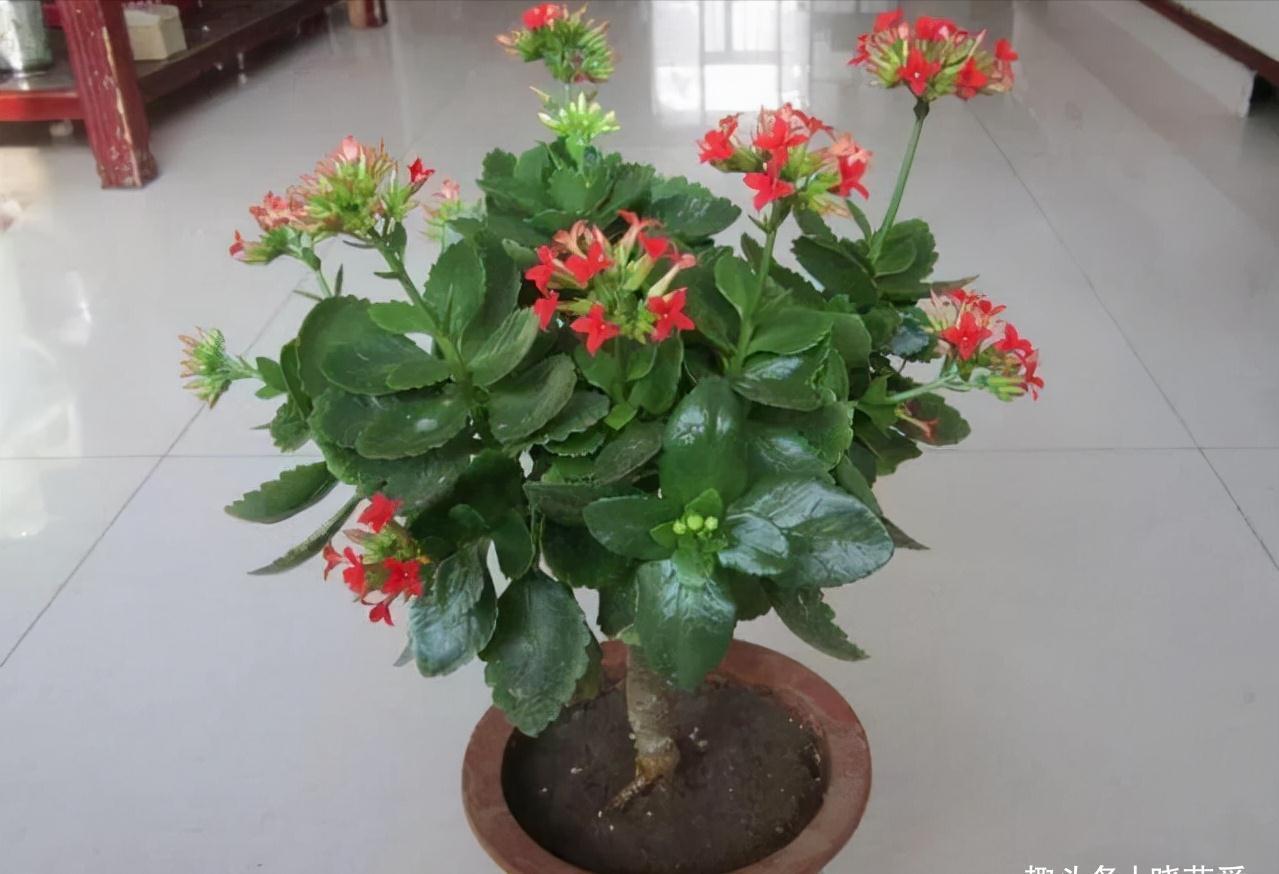 养不活花的人，建议养这“5种花”，好养好看又实用