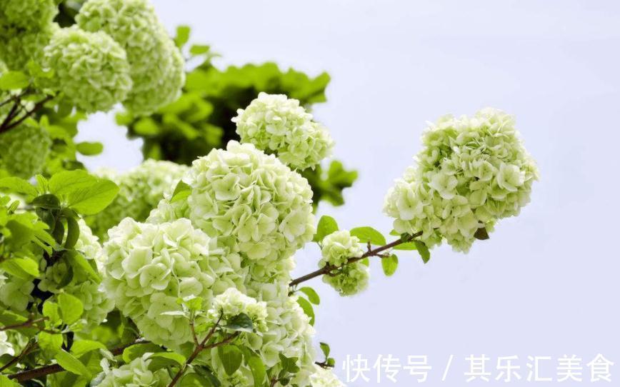 养殖绣球花,别再羡慕别人家花色丰富了,这么就能变色