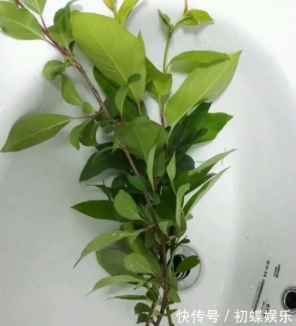 天热了就插4种花,生根快长势好,一插一大盆