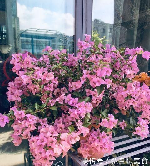 给三角梅修剪，记住“时间点”，开成大花团，真正的“开花机器”