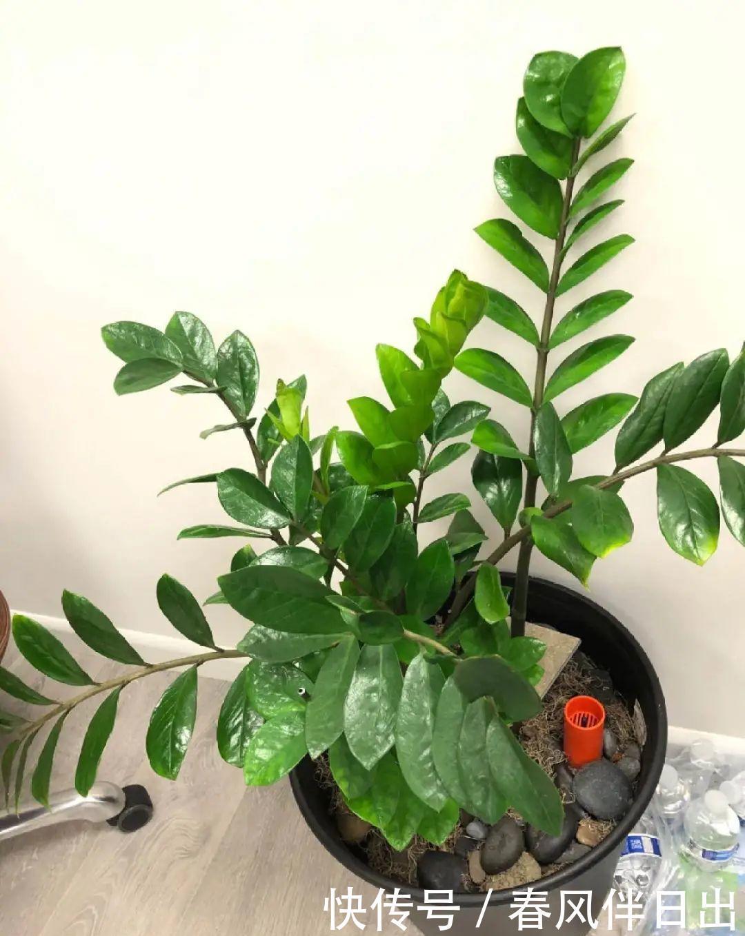 超级耐旱花,整个冬天不浇水,还能胖一圈!