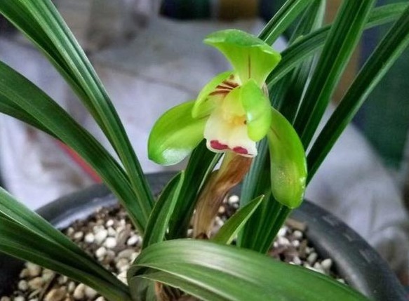 兰花长得慢，1种“果皮”用一用，加上“营养水”，爆盆不停！