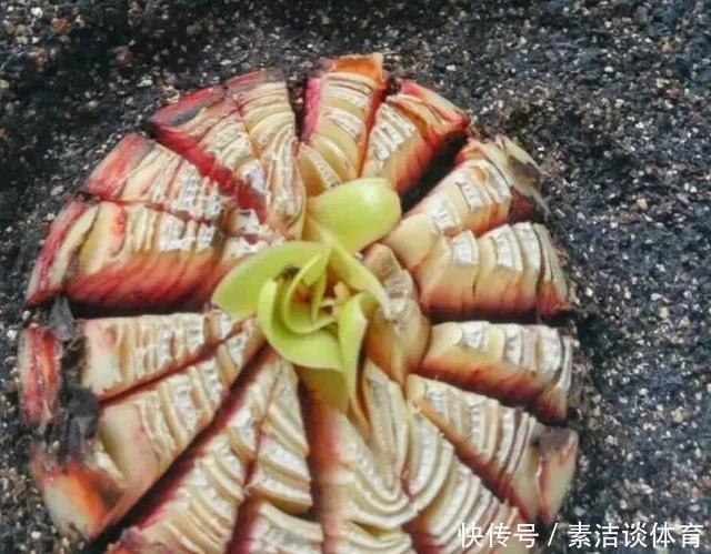 他养朱顶红,“爆崽”有方法,1个种球变10个,多的全送人