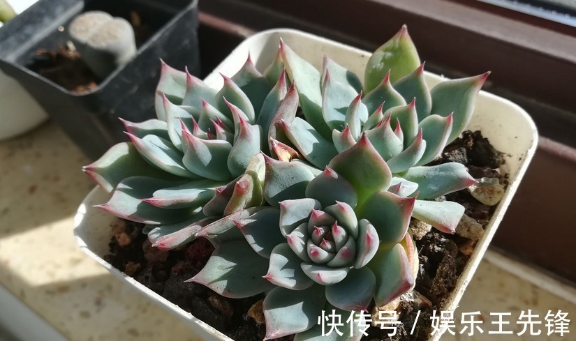 秋季该怎么给多肉浇水?摸清楚这4点,叶子水灵灵,不会没精神