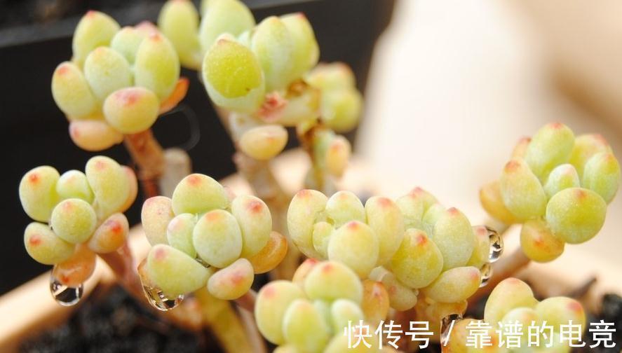 多肉|多肉植物蚧壳虫太可怕,5个简单处理方法,轻松消灭蚧壳虫