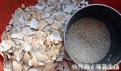 叶肥|君子兰是个“小馋猫”,给它吃这“3种料”,芽多叶肥,迅速爆盆!