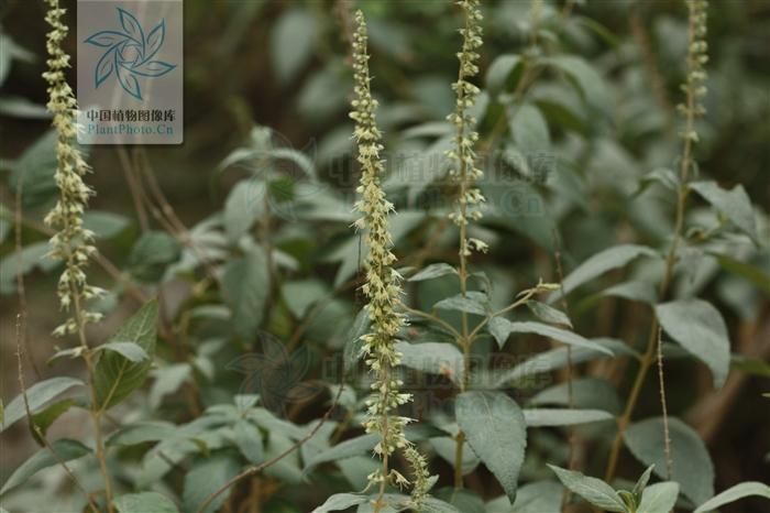 披针形|四楞蒿,见过吗散风寒,止咳主风寒感冒、咳嗽、百日咳