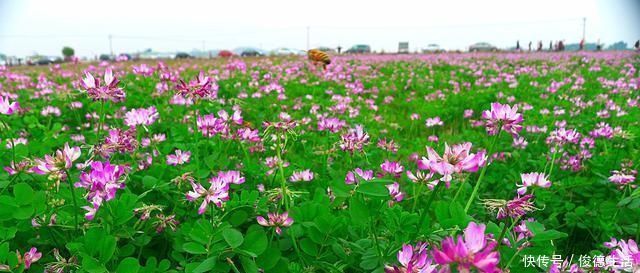 草籽|农村一种叫“草籽”的野草，以前人们不待见，殊不知药用价值珍贵
