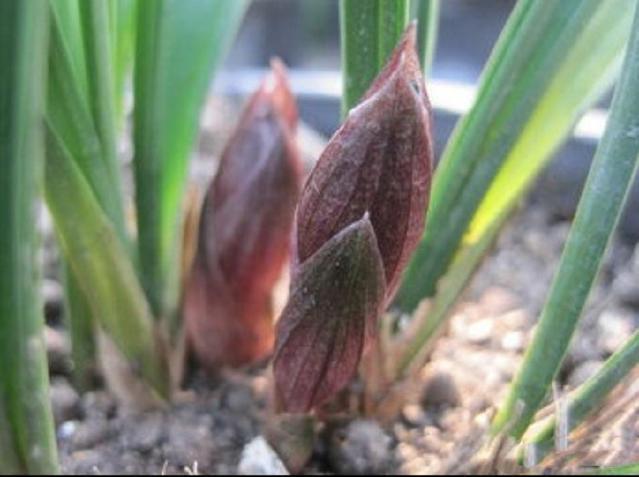 鳞茎|兰花为什么不开花清楚兰花叶芽和花芽的发育过程,开花爆盆