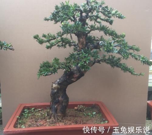 家有院子,为何要摆一盆罗汉松盆景?古人说的话,不无道理