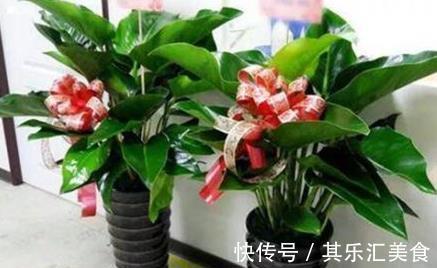 农历十一月大雪过后,养什么花?家里养3种花,吉庆有余喜气盈盈