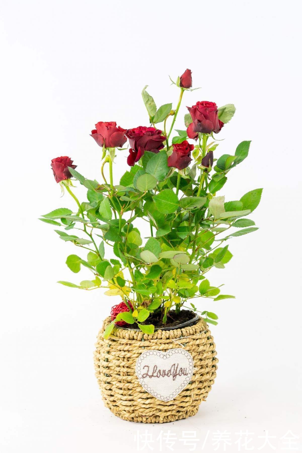 黄叶|家里通风差,不要养这3种花,黄叶招虫很麻烦