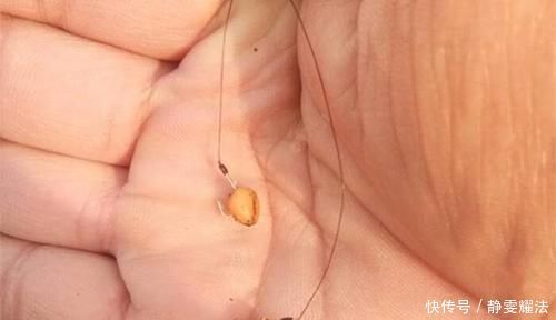 鲫鱼|野钓必杀技:提升中鱼率的几个靠谱招数,钓鱼黄金季节,正好使用