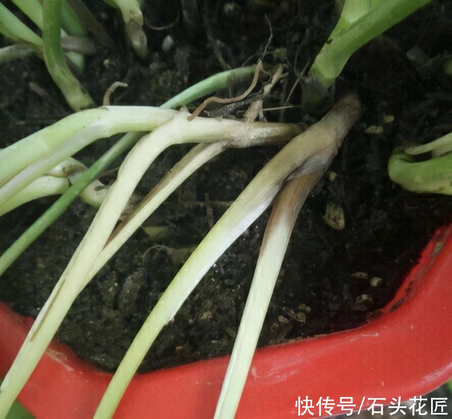 4月养花,浇水别踩“4个坑”,要不然植物黄叶、枯枝、落花苞