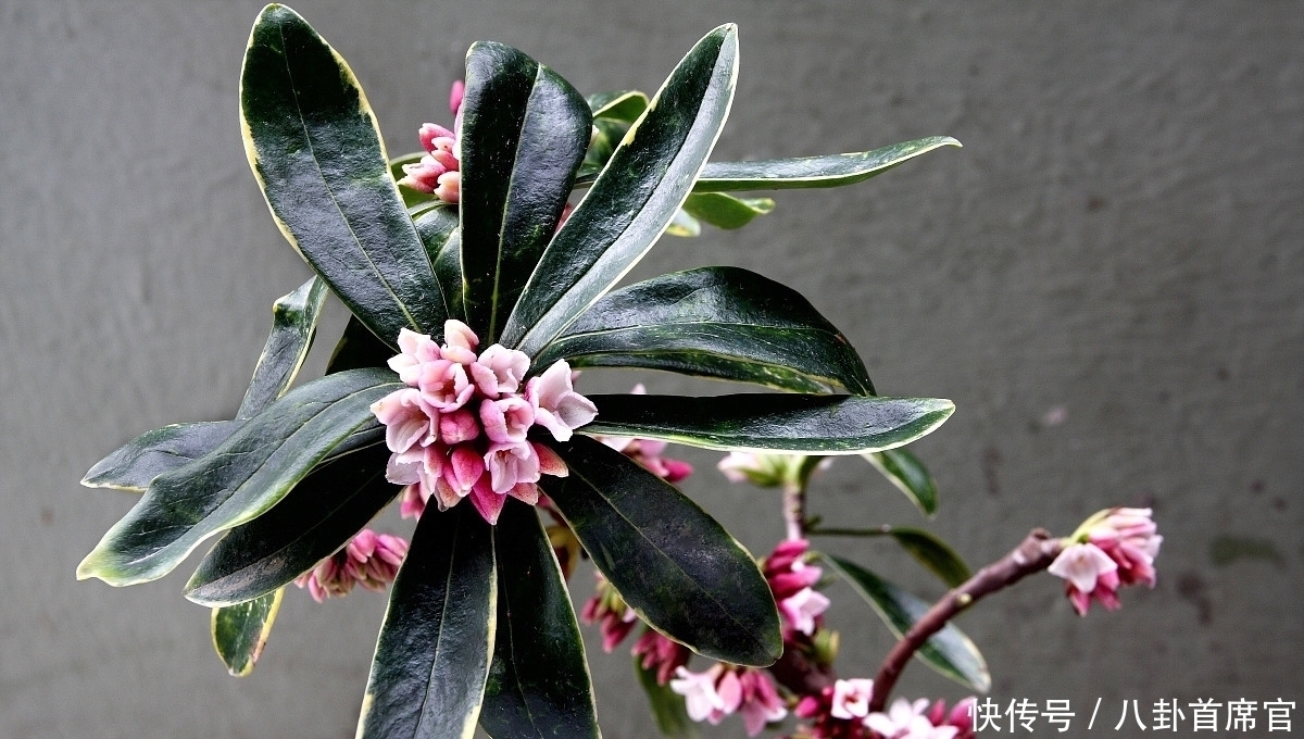 种花|5种花夏天要养在北阳台,否则成为“夏必死”,黄叶又落叶