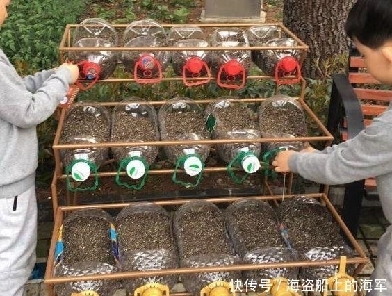 个个|收集了20个空油桶,养花种菜个个疯长,想吃就摘,天天有新鲜菜吃