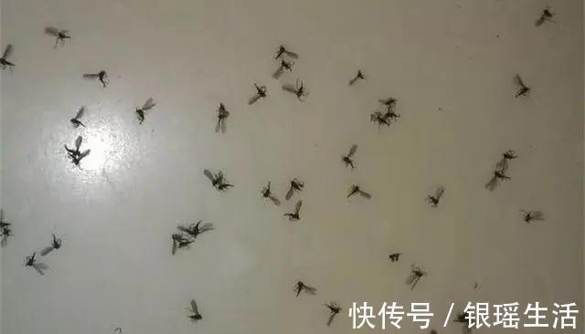 养花30年老花匠的5个“小秘方”赶紧学起来再也不怕养花出问题了