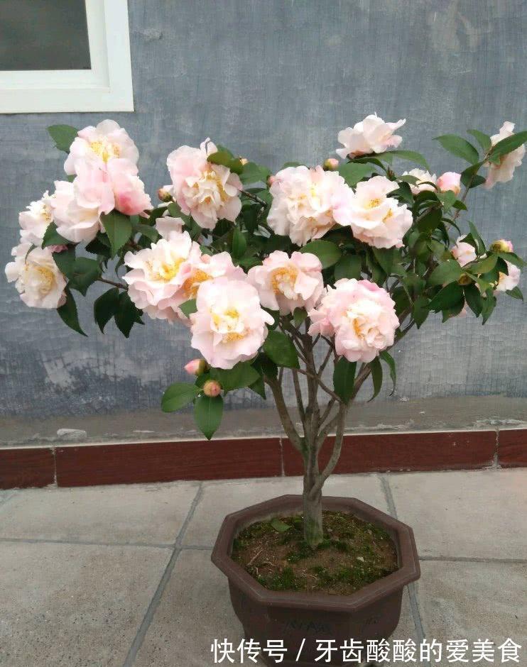 10大健康花,建议养一盆,不但能吸废气制氧气,还好养贵气