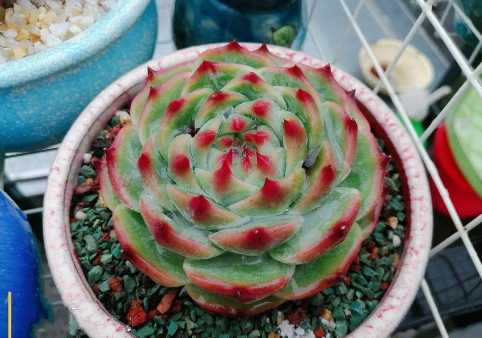 多肉植物盆栽:这种多肉越浇水越丑,不浇水反而胖成球