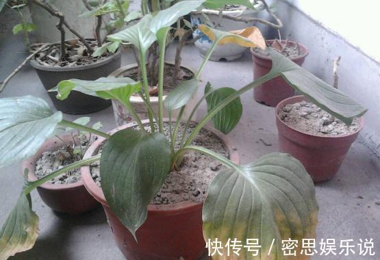 花土板结怎么办?不换盆土,学会这几招照样能搞定难题