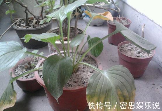 板结|花土板结怎么办？不换盆土，学会这几招照样能搞定难题