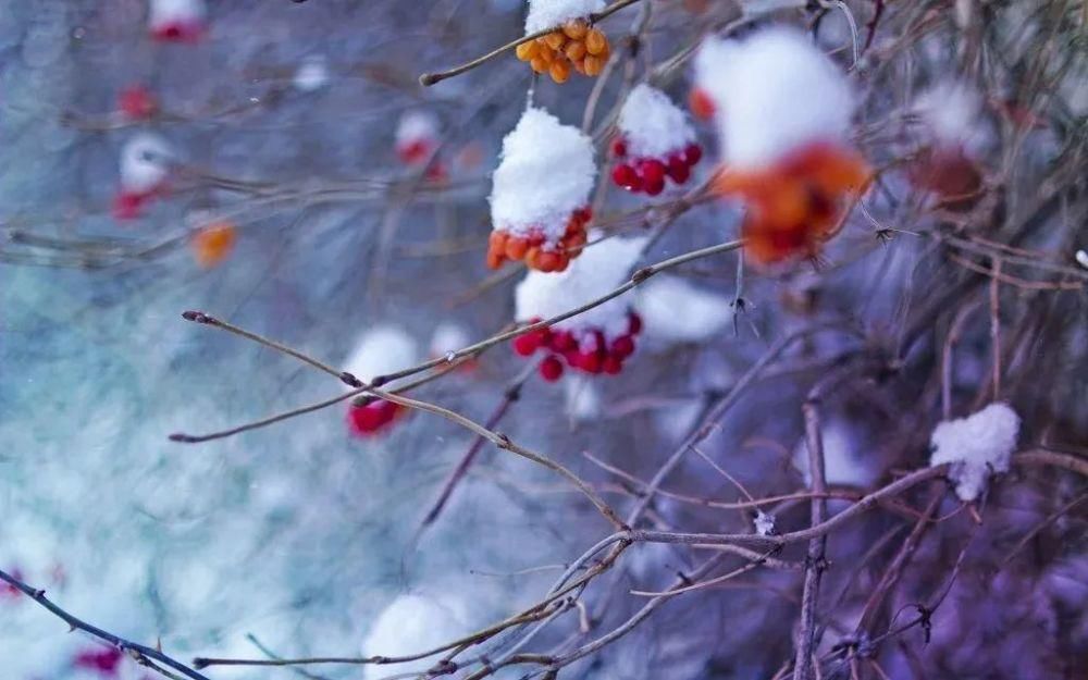 初心|小雪：岁月从容，初心若雪