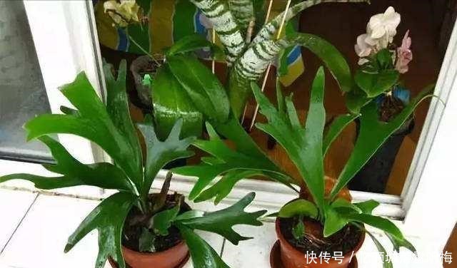 春天,满地都是养花的宝贝,快来捡呀,养花一级棒,还不花钱