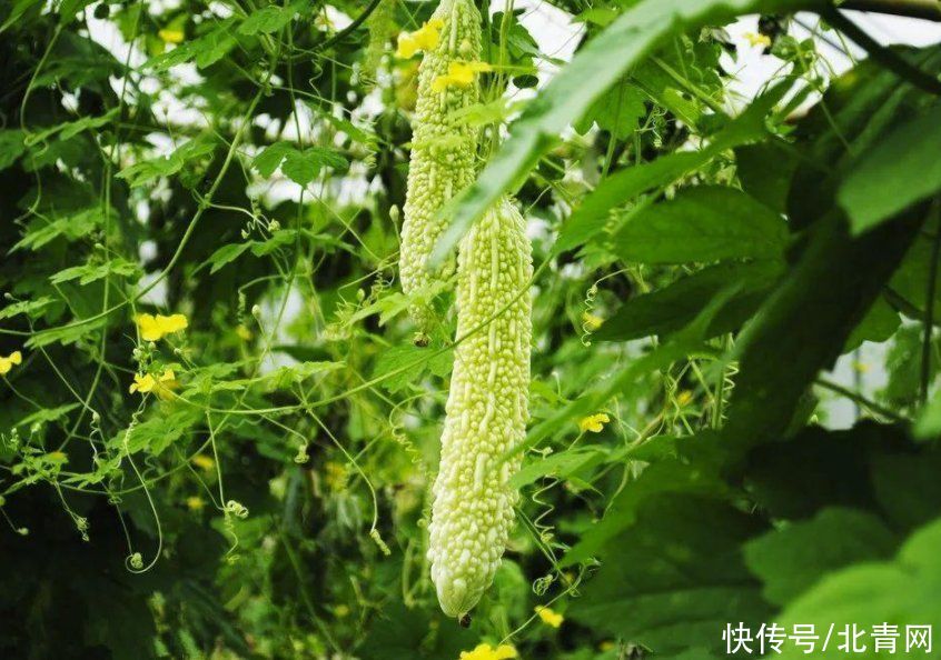 君子菜|夏日饮食怎么吃？这种君子菜营养价值极高