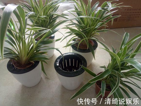 搬走|家里的“2个”地方,别再“养花”了,养了也得搬走