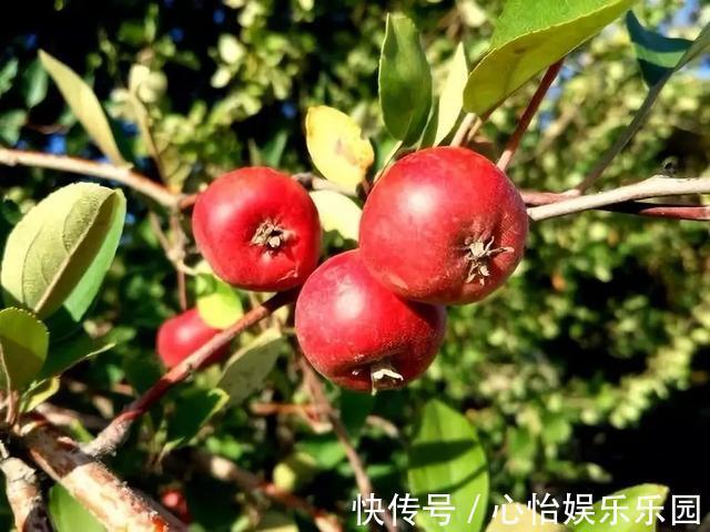 冬天|冬天常吃这个，防血栓！40岁后要多吃，活血、降脂