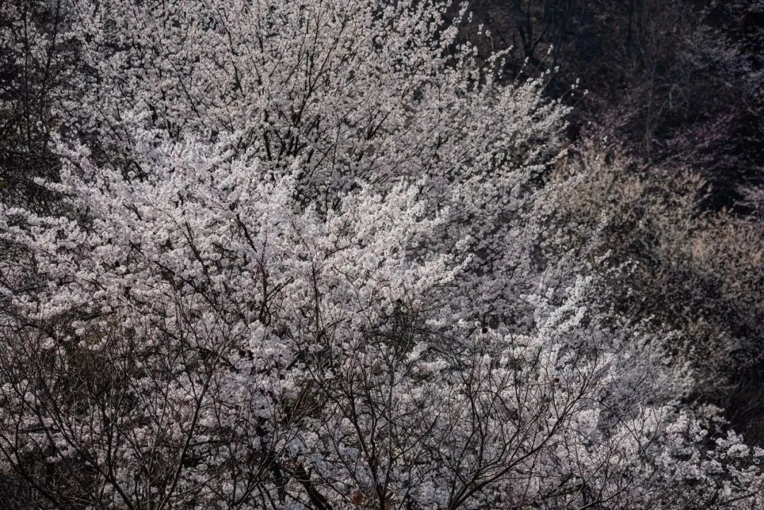 老年|信阳市光山县一景色被央视点赞