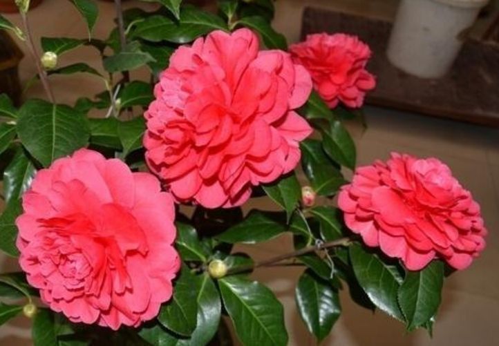 这些花放在阳台养，花开满盆花香四溢，花艳美人惹人喜爱