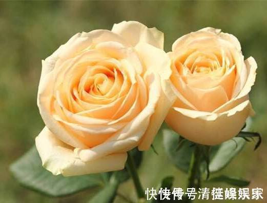 路易十四|玫瑰花,最美的“4种”,随便养一盆,比香水好闻,比牡丹更好看