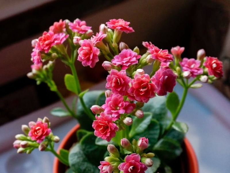 长寿花2次开花，这个“方法”大家掌握了吗养护得当，会开爆盆