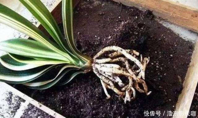 休眠|夏天40度,养君子兰,3件小事做对了,叶子油亮亮,天凉猛开花