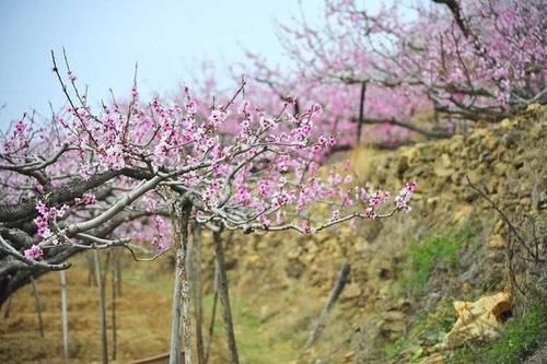 春天里，来五莲赴一场十里桃花的约会吧