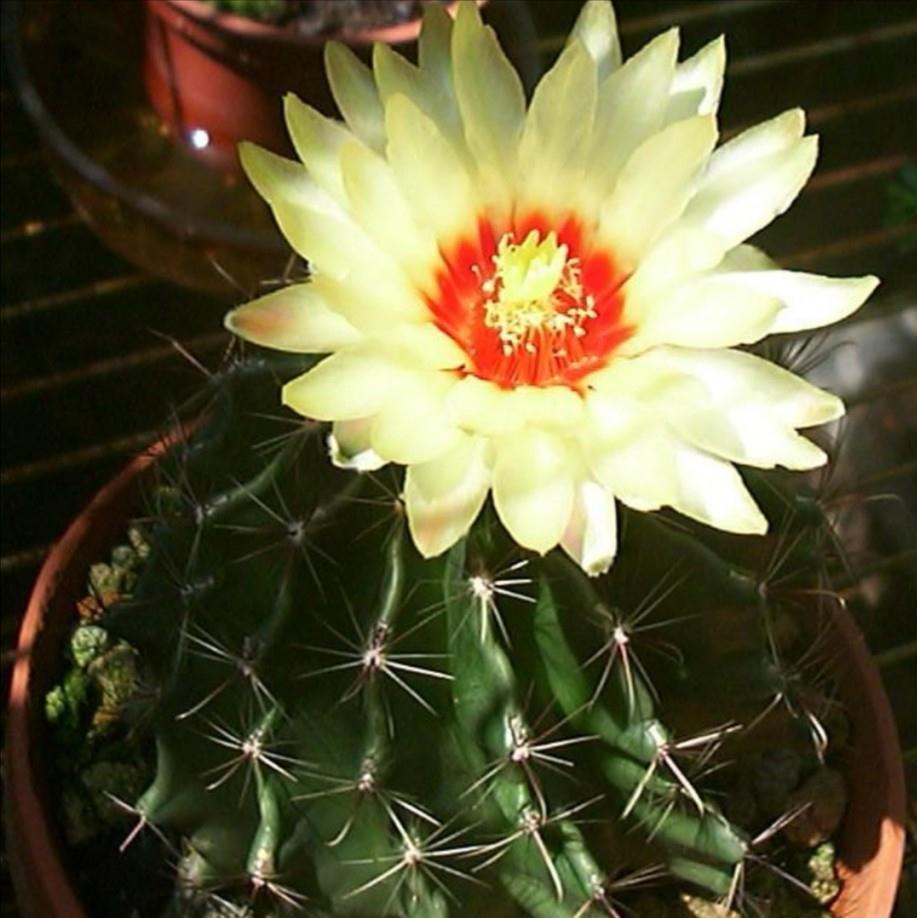 养不活花的人,建议养这“5种花”,好养好看又实用