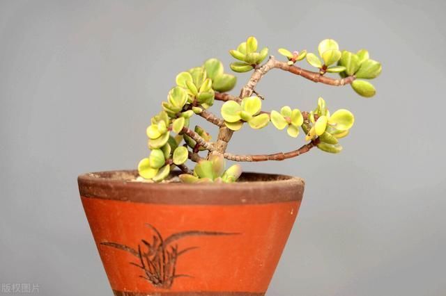 6种便宜花,用心养一年,麻雀变凤凰,越养越精贵