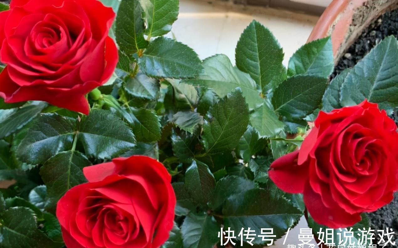 值得入手的11种月季，漂亮又好养，四季开花不断，阳台秒变花园