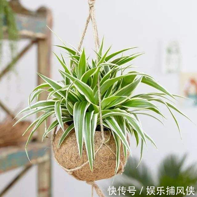 这些花不用太多光，放在家里的阴处养，开花大朵真漂亮