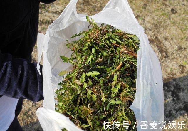 土方子|以前农村人不知道这种野草的作用,现在知道了,都争着采摘!