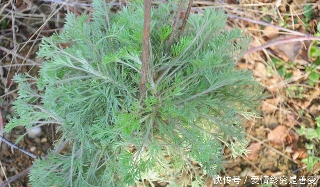 外形酷似艾草,曾是救命粮,野外不好寻找,李时珍轻身益气耐老