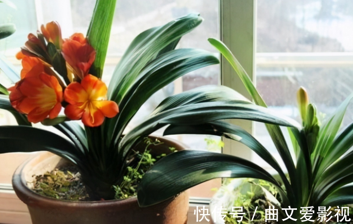 养君子兰|别郁闷,君子兰盆栽不开花了,满足4个条件,花开得停不下来