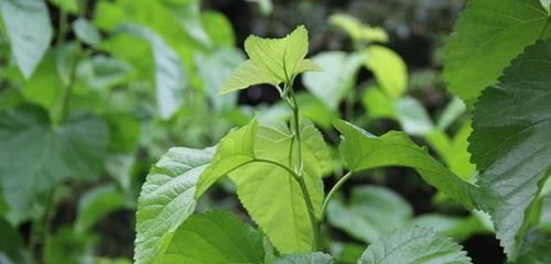  高血压最怕这种叶子，每天坚持泡水喝，让血压“甘拜下风”