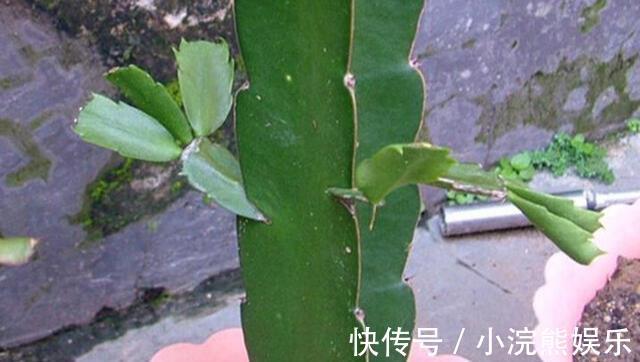 漂亮|嫁接蟹爪兰长成大树太漂亮，手把手教给你，新手也养得好