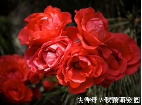 喜欢菊花,不如养“传统名菊”兼六香菊,叶大肥厚,花姿独特