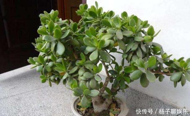 叶肥枝壮|想让玉树长得快，记4点，叶肥枝壮，很快变“小树”